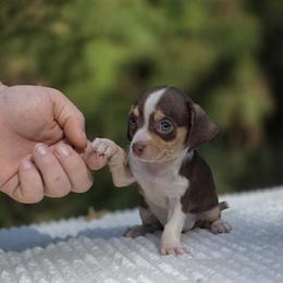 Flash - Black and tan male Companion Cross puppy in East Camden, Arkansas from RoyAl