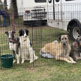 Irish Wolfhound Puppies from Serendipity Sighthounds