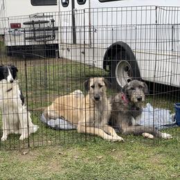 Irish Wolfhound Puppies from Serendipity Sighthounds