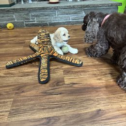 Cocker Spaniel Puppies from Camelot