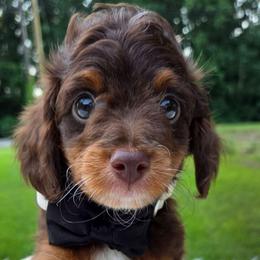 Mocha - Red phantom male Aussiedoodle puppy in Haleyville, Alabama from The Cuddly Dood Ranch