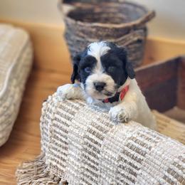 F1B Meet Wesley :) - Black and white male Cavapoo puppy in Centerville, Iowa from Barnyard Dachshunds, Dals & Doodles