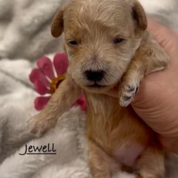 Jewell - Red  female Poodle puppy in Traverse City, Michigan from Riyem Wildflower Farms
