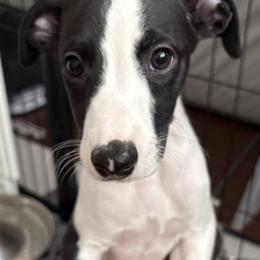 Whippet puppies from PyneTree Whippets