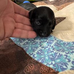 Sid - Black male Dachshund puppy in Mount Airy, North Carolina from Mayberry Dachshunds