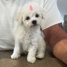 Red boy - White male Bichon Frise puppy in Wilmington, North Carolina from Cape Fear Bichons
