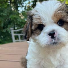 Cavalier King Charles Spaniels and Cavatzus from Amy’s Puppy Tzu