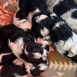 Miniature Schnauzers from Murphree Valley Kennels