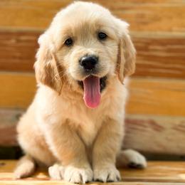 Love Note - Golden male Golden Retriever puppy in Commerce, Georgia from Chirping Meadows Goldens