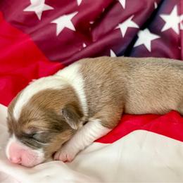 Betsy - Fawn female Pembroke Welsh Corgi puppy in Norman, Oklahoma from Charm Farm Corgis