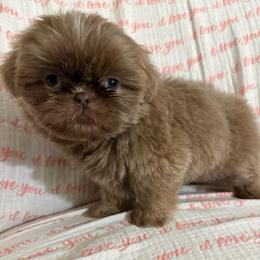 Dopey - Liver male Shih Tzu puppy in Las Vegas, Nevada from Vegas Shih Tzus