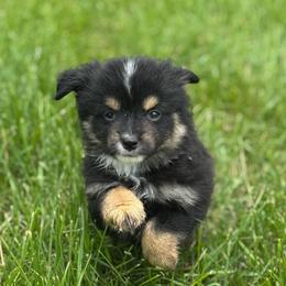 Legend - Black tri male Toy Australian Shepherd puppy in Columbia Falls, Montana from Firefly Aussies & Aussiedoodles