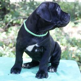 Cane Corso Puppies from Harlow Cane Corso