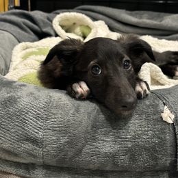 Silken Windhound Puppies from Intriga Hounds