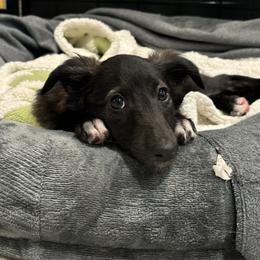 Silken Windhound Puppies from Intriga Hounds