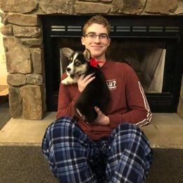 Pembroke Welsh Corgi Puppies from Gardner Corgis