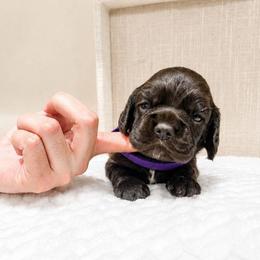 Sadie - Brown female Cocker Spaniel puppy in Corcoran, California from Sweetheart Cockers