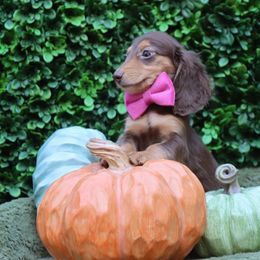 Comet ( Choc. Tan Male ) - Chocolate male Dachshund puppy in Woodbine, Georgia from Bowdachs Cream Pies