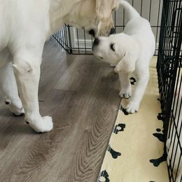 Labrador Retriever Puppies from Moca's Labradors