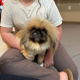 Blossom - Fawn female Pekingese puppy in Clinton, Tennessee from Gracelands Pekingese