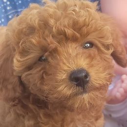 Poodles from Poppa Bruce's Toy Poodles