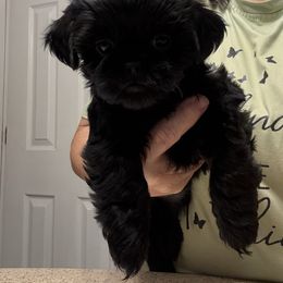 Molly - Black female Shih Tzu puppy in Boiling Springs, South Carolina from Sherry Whiteside's Shih Tzus