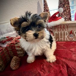 Charlie - Parti male Yorkshire Terrier puppy in Bowling Green, Kentucky from Lil Country Gems Yorkies
