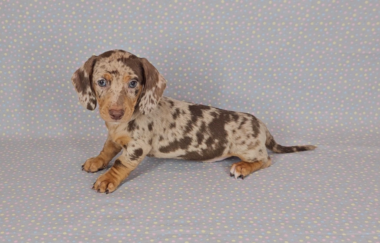 Dachshund Puppies from Newbern's Nuggets