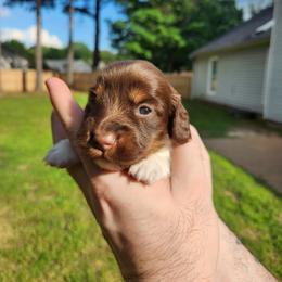 Sweetie pie - Piebald female Dachshund puppy in Jackson, Tennessee from BlackPine Kennels