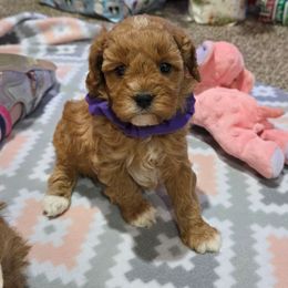 Hannah - Red female Cavapoo puppy in Blackfoot, Idaho from Rocky Desert Goldens and Cavaliers