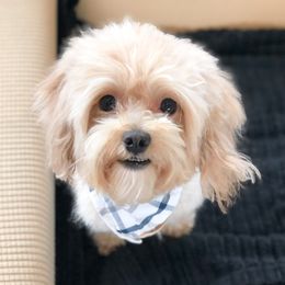 Archie - Maltipoo