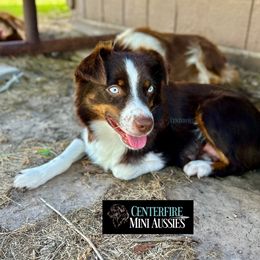 Miniature Australian Shepherd and Toy Australian Shepherd Puppies from Centerfire Mini Aussies