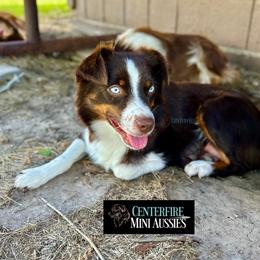 Miniature Australian Shepherd and Toy Australian Shepherd Puppies from Centerfire Mini Aussies