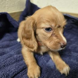 Girl 2 - Red female Dachshund puppy in Jackson's Gap, Alabama from Lake Martin Doxies