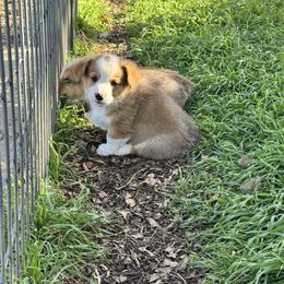 Bear - Sable male Pembroke Welsh Corgi puppy in Millsap, Texas from Punchy Pembroke Ranch