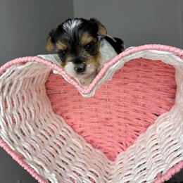 Gizmo - Parti male Yorkshire Terrier puppy in Illinois from Pretty Little Yorkies