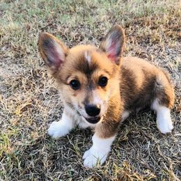 "BA" Pembroke Welsh Corgi Puppies from CircleKbar Corgis