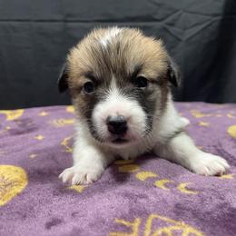 Lamb - Red male Pembroke Welsh Corgi puppy in Barstow, California from Caldwell’s Corgis of Southern California