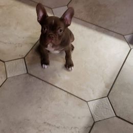 Boston Terrier and French Bulldog Puppies from Pickarts Pups Frenchton and Boston Terrier
