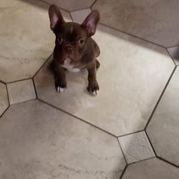 Boston Terrier and French Bulldog Puppies from Pickarts Pups Frenchton and Boston Terrier
