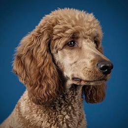 Piper - Poodle