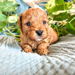 3rd Pick ( Honey) - Apricot female Cavapoo puppy in Marquand, Missouri from Perfectly Playful Doodles