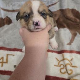 Dean - Red male Pembroke Welsh Corgi puppy in Chariton, Iowa from Kickin It Acres BCs