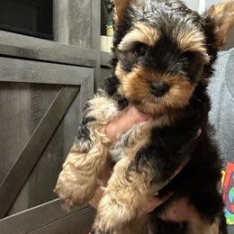 Boy 3 ( 1100) - Black and tan male Yorkshire Terrier puppy in Douglas, Georgia from Southern Georgia Yorkies and biewers