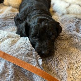 Charlie - Black male Havapoo puppy in Olympia, Washington from Che Bella Amore Lagotti