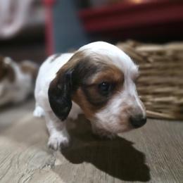 Dachshund Puppies from Green Thumb Farms