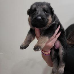 Blue - Black and red male German Shepherd puppy in Coatesville, Pennsylvania from Jessica's German Shepherds