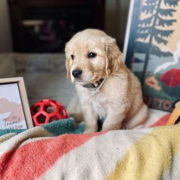 Golden Retriever Puppies from TaylerMade Goldens