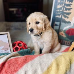 Golden Retriever Puppies from TaylerMade Goldens