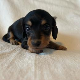 Brady - Black and tan male Dachshund puppy in Sebring, Florida from Mini Weenies